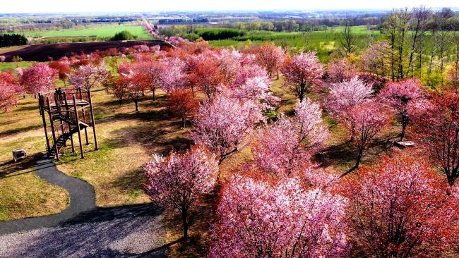 桜六花公園でサクラ咲く 例年より6日早く4日に満開 | 十勝毎日新聞