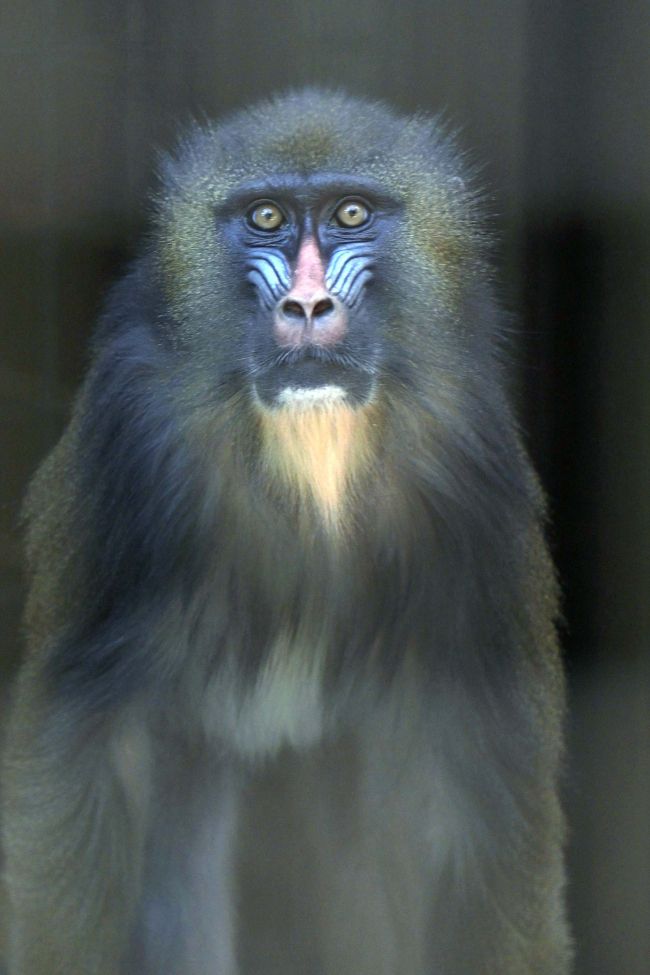 おびひろ動物園に京都から雌のマンドリルが仲間入り | 十勝毎日新聞