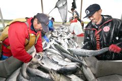 秋サケ定置網漁、管内2漁協で初水揚げ 浜に活気 | 十勝毎日新聞電子版