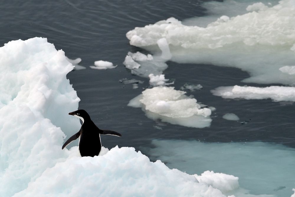 氷の上で羽を広げるアデリーペンギン