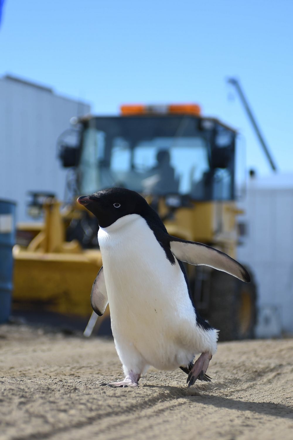 昭和基地の作業現場を入ってきたアデリーペンギン
