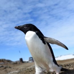 昭和基地内を闊歩するアデリーペンギン