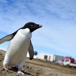 昭和基地内を闊歩するアデリーペンギン