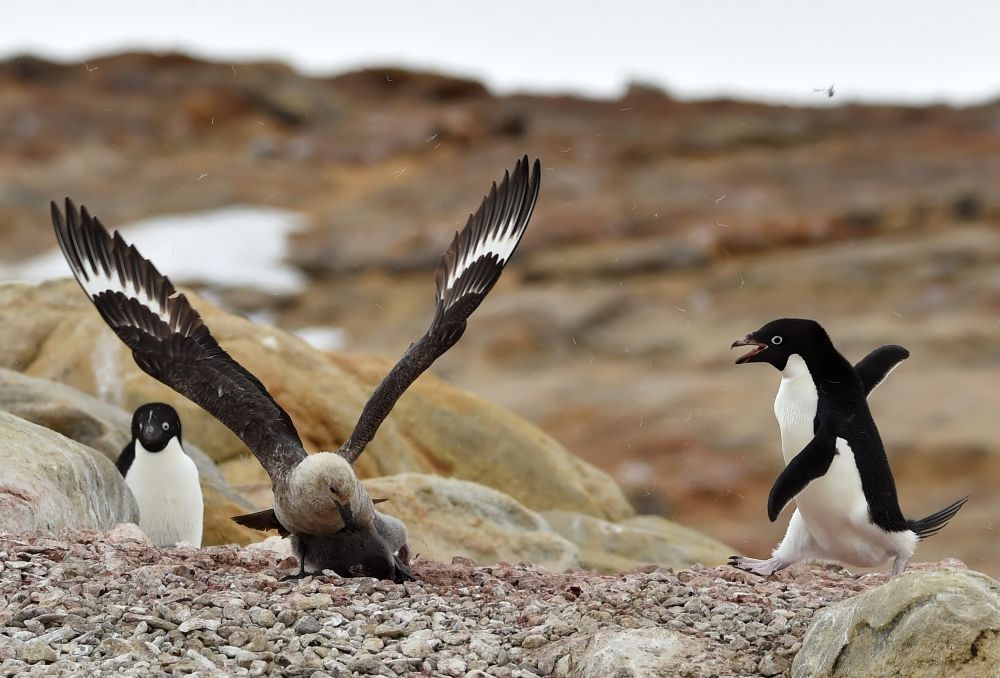 (1)ひなを狙うナンキョクオオトウゾクカモメ（左）に猛突進して撃退する成鳥