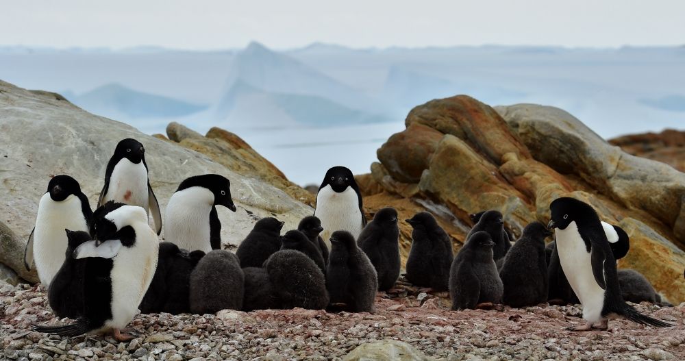 (2)アデリーペンギンの繁殖地になっている昭和基地付近の小島、オングルカルベン。遠くには氷山が見える
