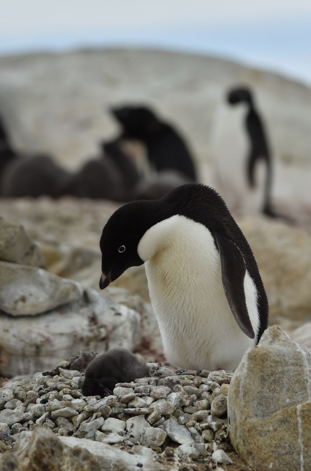 (3)死んでしまっているひなをいつまでも見守る親ペンギン