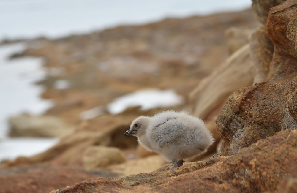 (5)ペンギンの繁殖地の近くの岩場に隠れるナンキョクオオトウゾクカモメのひな
