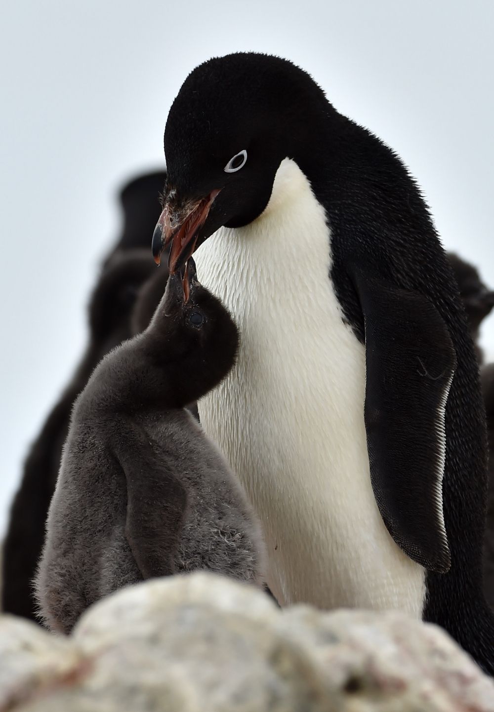 (6)口移しでひなに餌を与えるアデリーペンギン