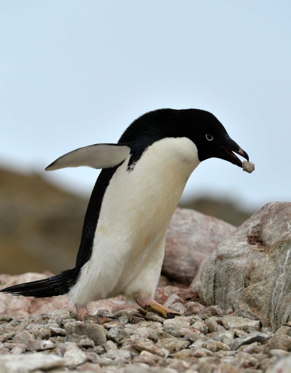 (8)くちばしで石を運ぶアデリーペンギン