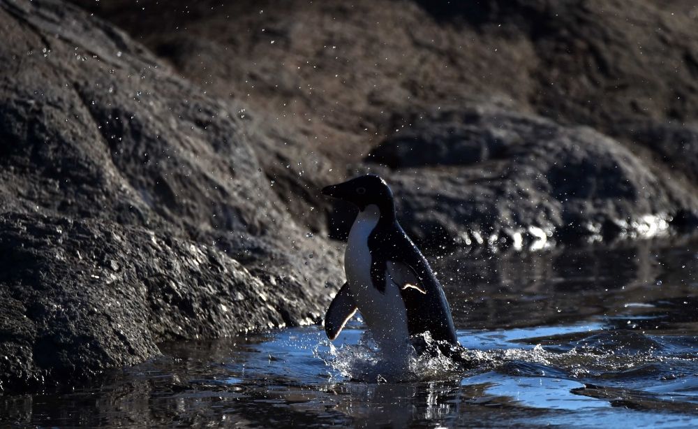 水しぶきを上げながら上陸するアデリーペンギン(1月21日)