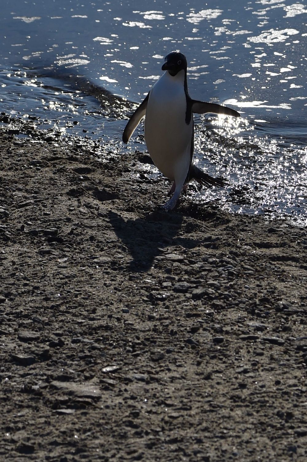 陸に上がって駆け出すアデリーペンギン(1月21日)
