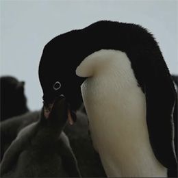 ペンギンの親子