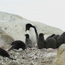 子育てペンギン
