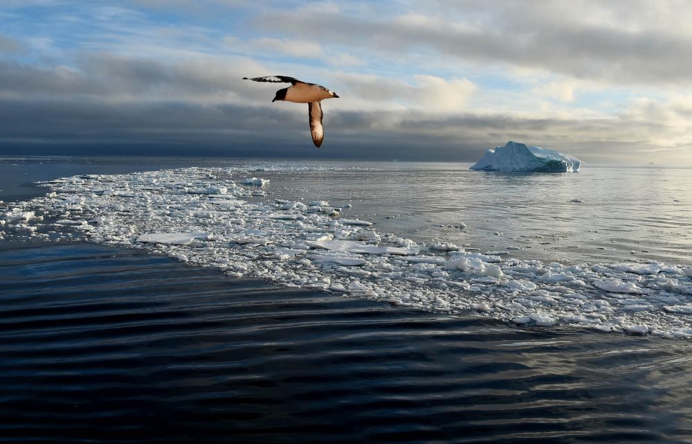 海氷の上を飛ぶマダラフルマカモメ