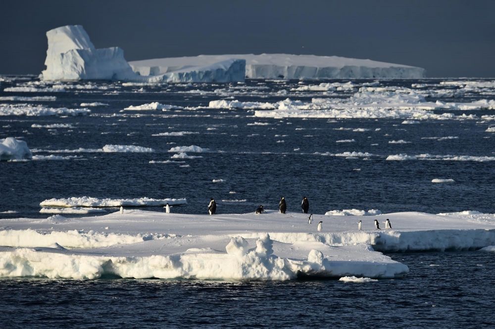流氷の上でたたずむコウテイペンギンとアデリーペンギン